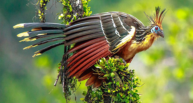 Hoatzin: Madagascar's Smelly Bird
