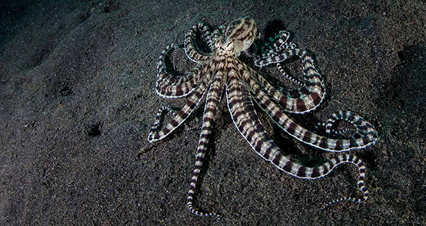 Mimic Octopus: Master of Disguise