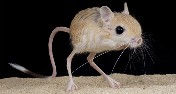 Jerboa: Desert Leaping Rodent