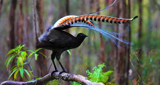 Lyrebird: Nature's Musical Mimic