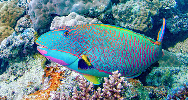 Parrotfish: Nighttime Cocoon Weaver