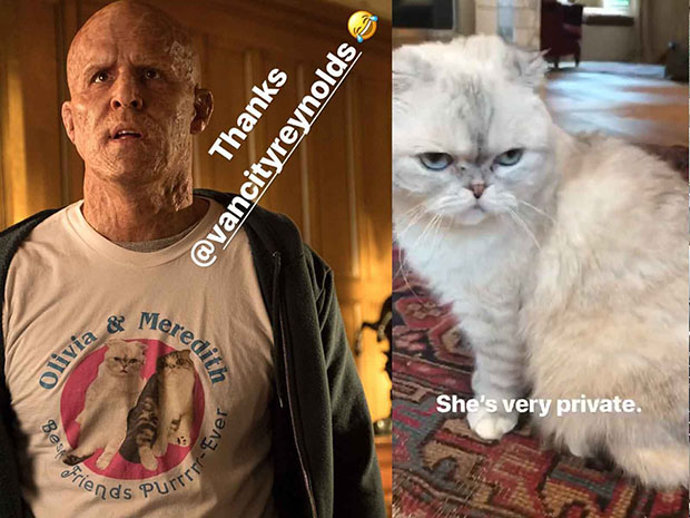 Taylor Swift's Cats in Deadpool 2