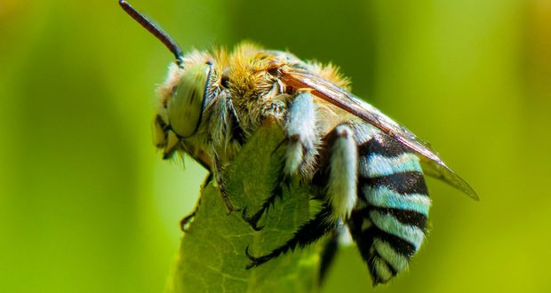 Bee Species' Honey Production