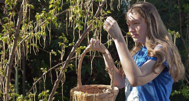 BBC Spaghetti Trees: April Fools' Hoax