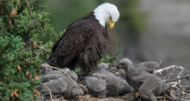 Record-Breaking Bald Eagle Nests