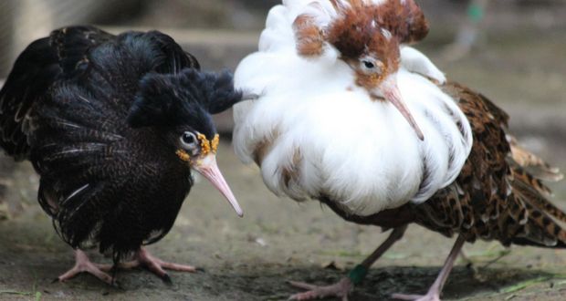 Male Ruff Disguise: Avian Deception