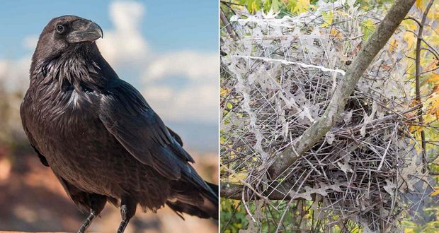Birds Using Anti-Bird Spikes