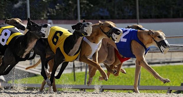 Greyhounds Test Positive Cocaine