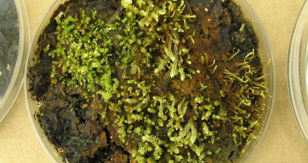400-Year-Old Moss Revived from Glaciers