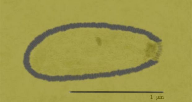 Ancient Virus Revived from Permafrost
