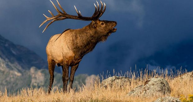 Colorado Herd Reintroduces Elk to Pennsylvania
