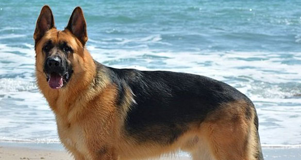 Dogs Banned From Antarctica Since 1994