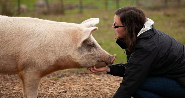 Human vs Pork