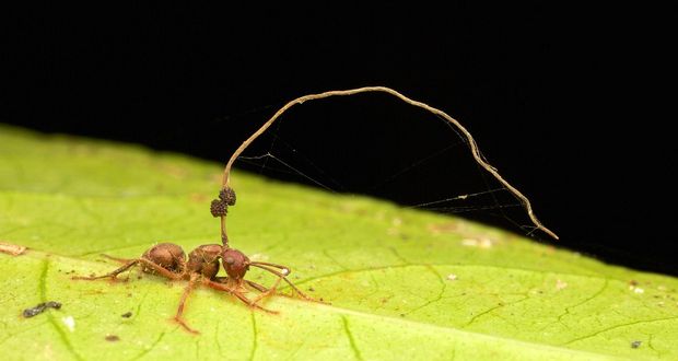 Cordyceps Fungus Controls Insects