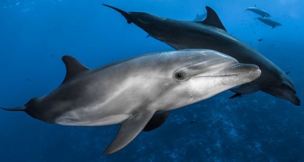Dolphins’ Shocking Violent Behavior