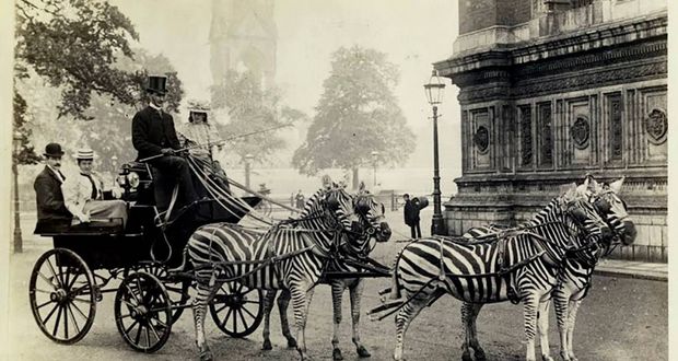 Walter Rothschild Zebra Carriage Ride
