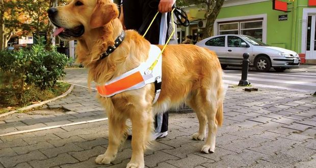 Guide Dogs vs. Seeing Eye Dogs