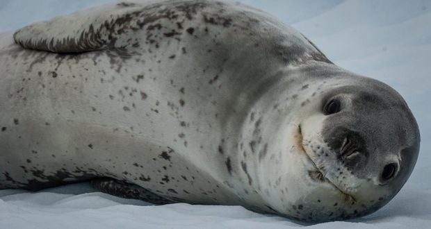First Leopard Seal Fatality