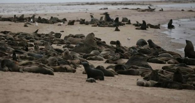 Mummified Seals Found Inland