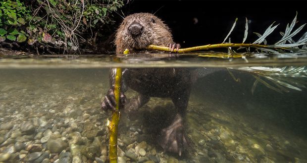Beavers: Underwater Chewing Experts