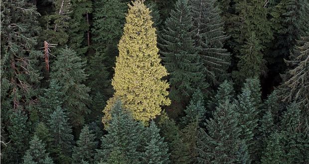 Golden Spruce's Unique Mutation