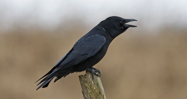 Crow Paradox: Birds Recognize Humans