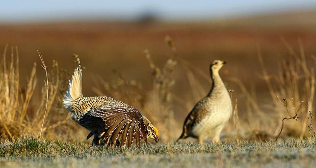 Lek Paradox in Mating Rituals