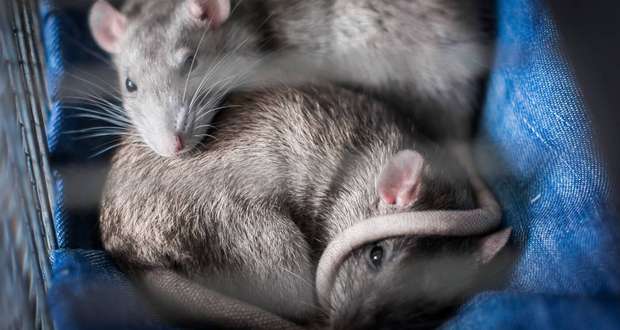 Depression Spreads Between Caged Rats