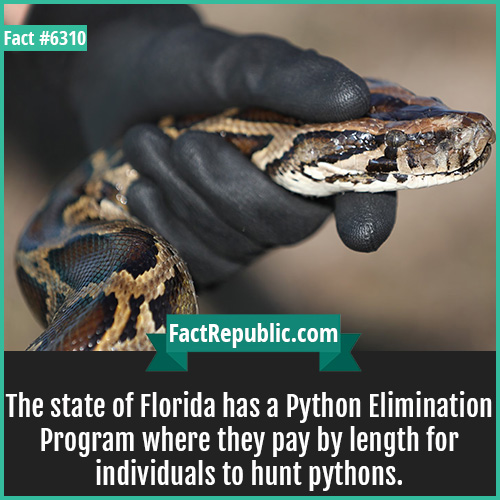 6310. Python Elimination Program-The state of Florida has a Python Elimination Program where they pay by length for individuals to hunt pythons.