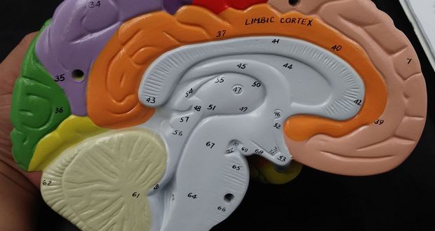 Switching Off Half The Brain