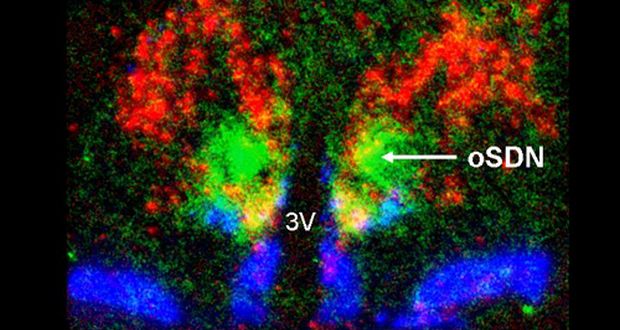 Brain Cluster Linked To Orientation