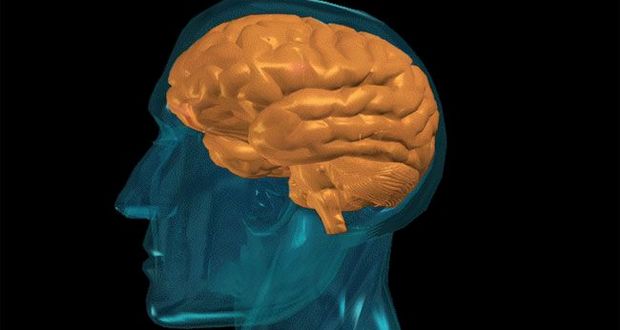 How Aging Shrinks Your Brain