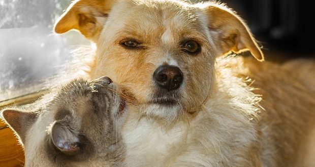 Dogs Break Up Owner Rivalries