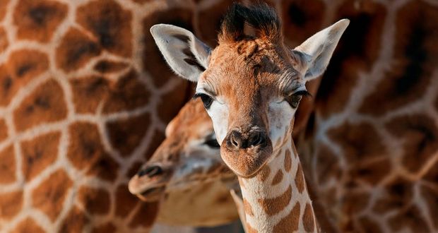 Giraffes Secretly Hum At Night