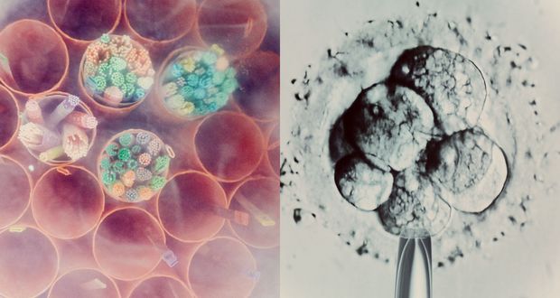 Frozen Embryo Inheritance Claim Fails