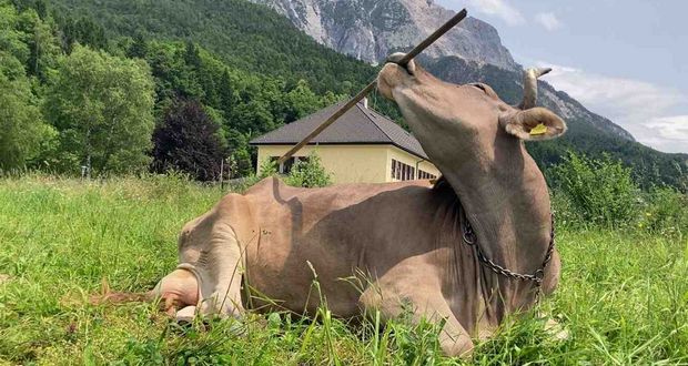 Veronika Became First Tool-Using Cow