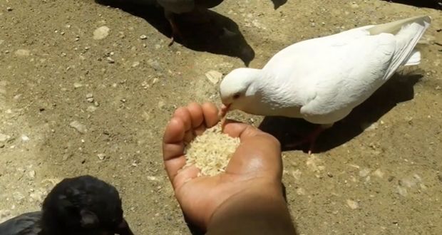 Birds Safely Digest Uncooked Rice