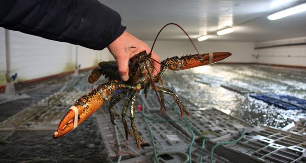 Lobster Prison Riot Story Collapses