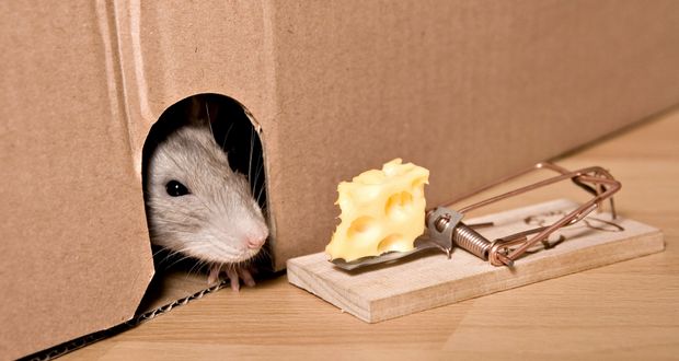 Mice Prefer Sweets Over Cheese