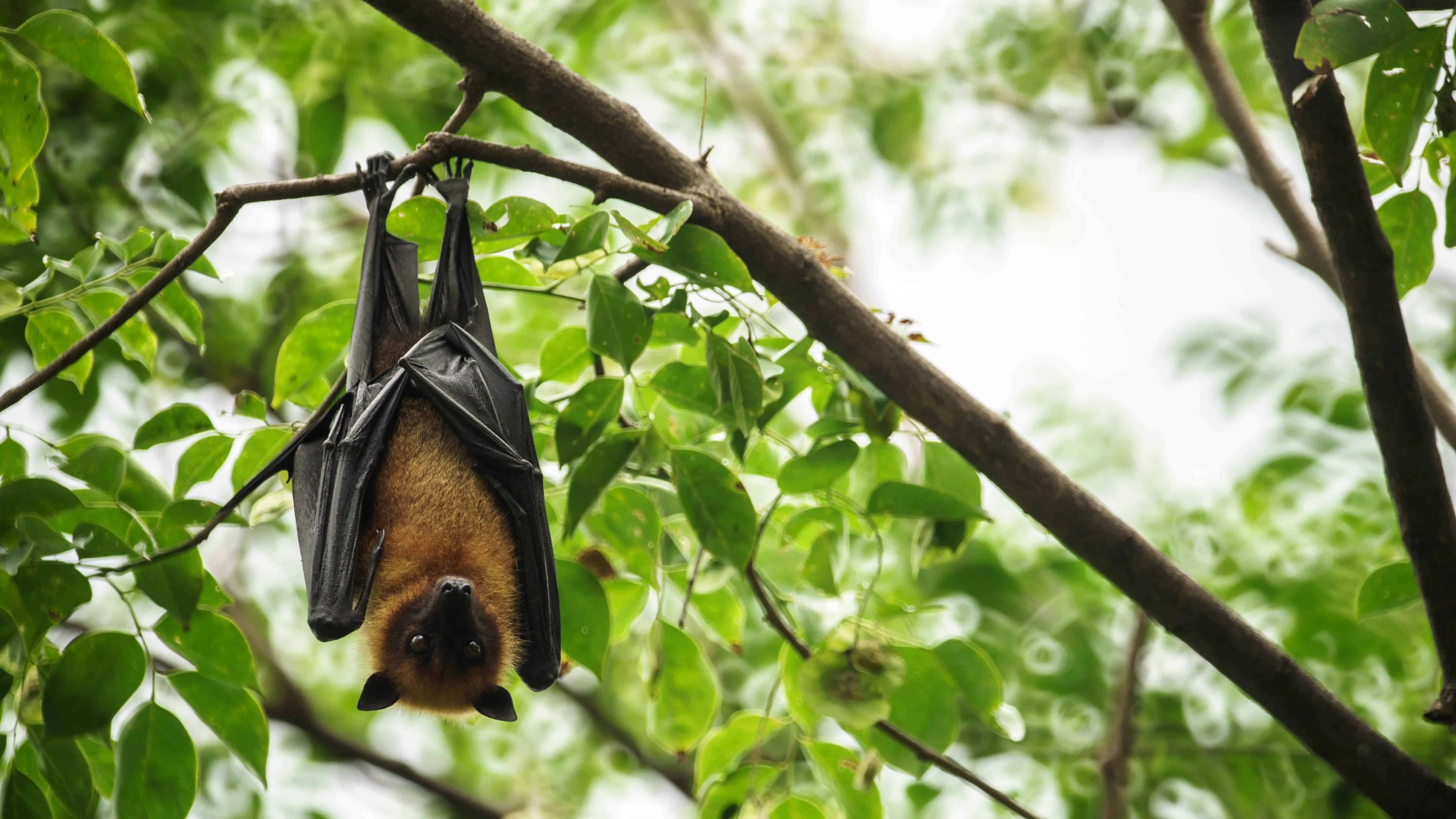 Bats species origin at gregory real blog