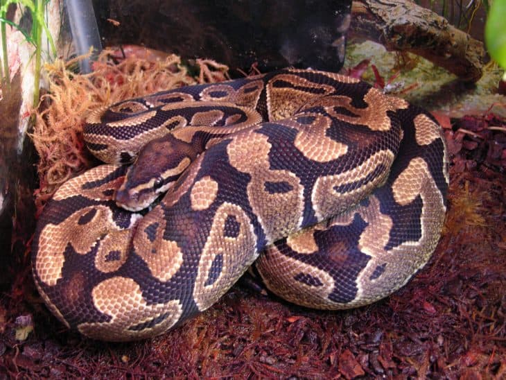 Ball Python Facts Ball Python Facts - Nature Photos - Classic Retina Collection