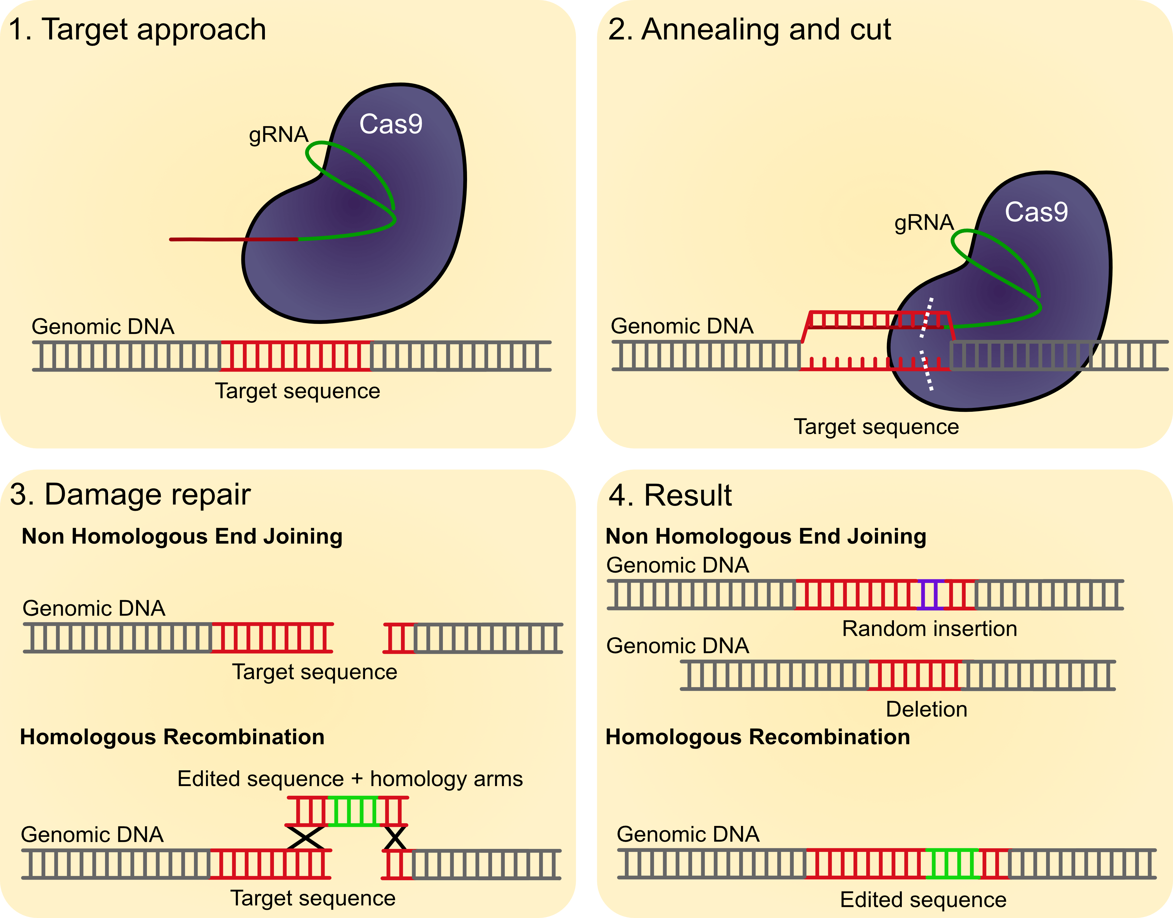 CRISPR editing, DNA repair, Cas9, human engineering