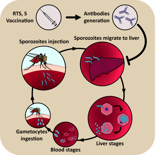Does the recent approval of the RTS, S vaccine mean the end of malaria?_tech