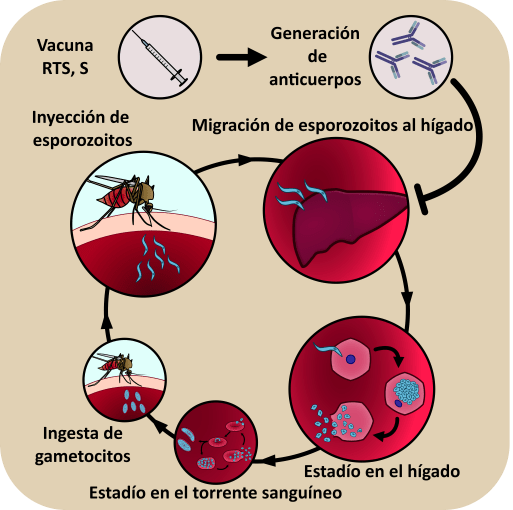 ¿Significa la reciente aprobación de la vacuna RTS, S el fin de la malaria?