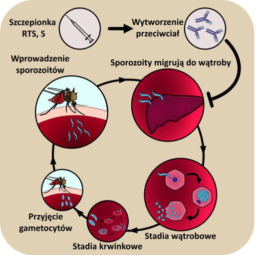 Czy niedawne zatwierdzenie szczepionki RTS, S oznacza koniec malarii?
