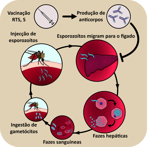 A recente aprovação da vacina RTS, S significa o fim da malária?_tech