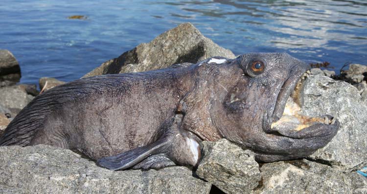 Atlantic Wolffish Britishseafishing Co Uk And they arent simply scavenging salmon carcasses.