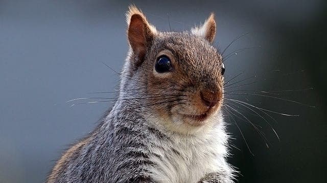 Peanut The Squirrel-Themed Coin Rallies 11% As UFC Star Jim Miller Demands 'Justice' for P'Nut' After Victory