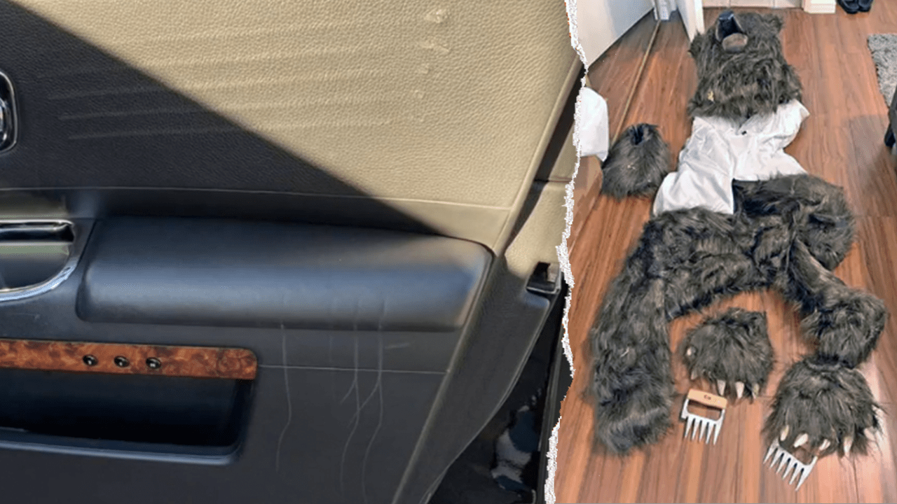 Suspects convicted for insurance fraud after staging costume bear attacks in luxury vehicles caught on camera