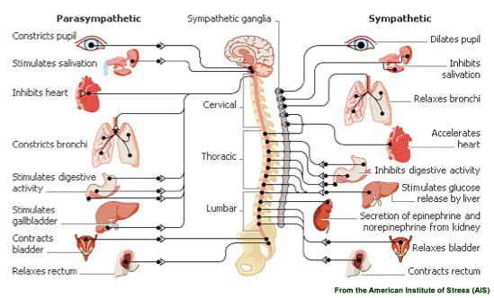 If we did, i suspect we'd do a better job of getting through life with less pain and. Stress